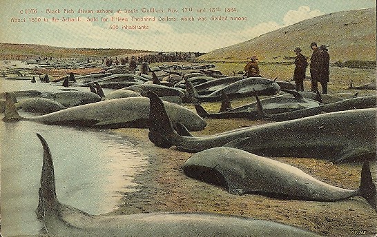 File:JonBurdett idaho bb24 19090815 back.jpg