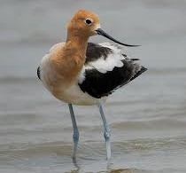 File:Avocet AVP4 Crest.jpg
