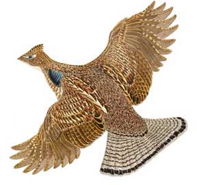 File:Grouse Crest.jpg