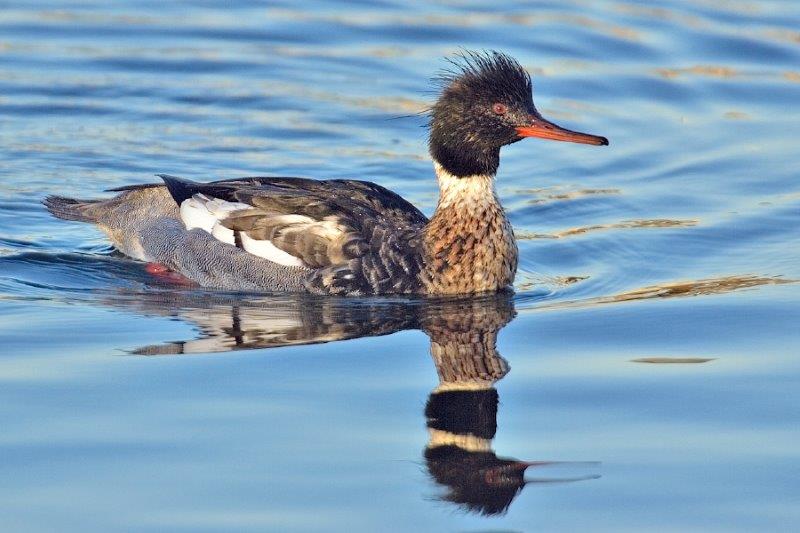 File:Merganser AM135 Crest.jpg