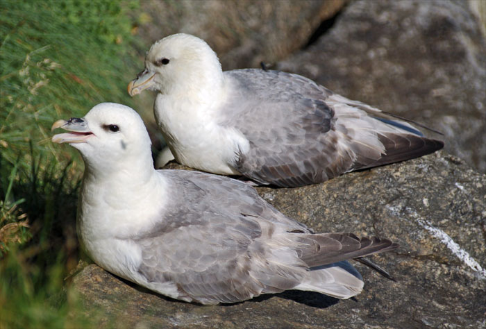 File:Fulmar namesake.jpg