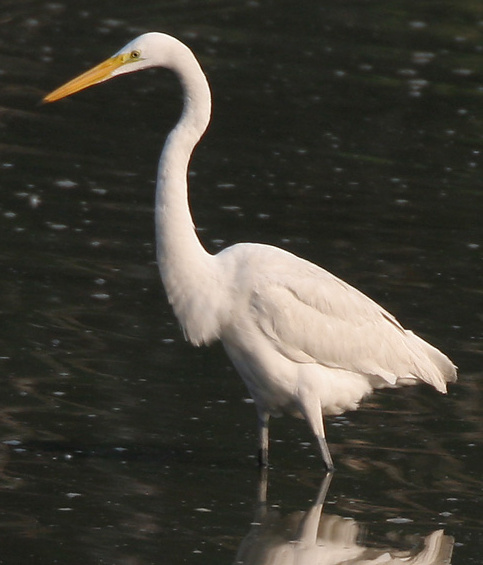 File:Heron AMS18 Crest.jpg