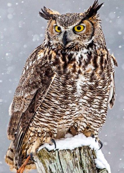 File:Owl Crest.jpg
