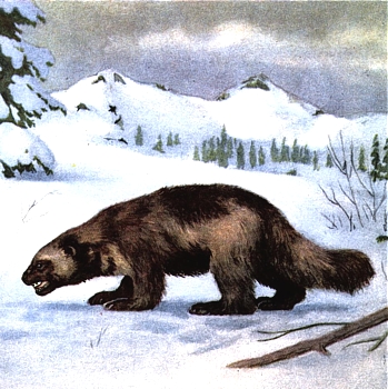 File:Wolverine Crest.jpg
