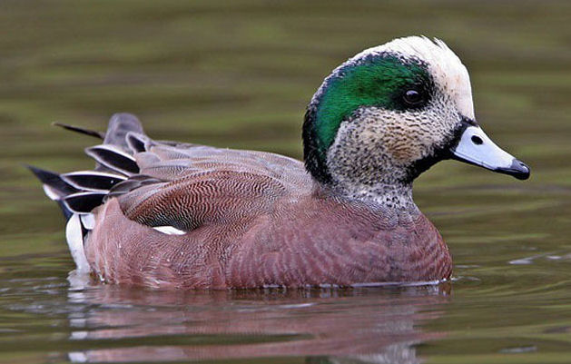 File:Widgeon photo.jpg