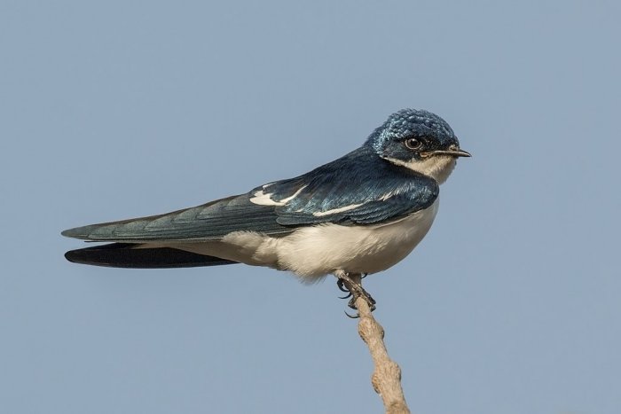 File:Swallow Crest.jpg
