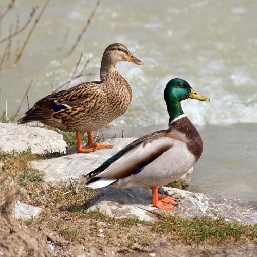 File:Mallard AM44 Crest.jpg
