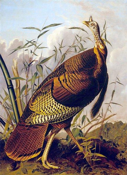 File:Turkey Namesake Illus.jpg