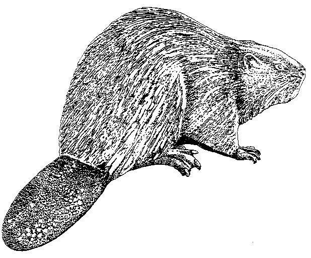 File:Beaver Crest.jpg