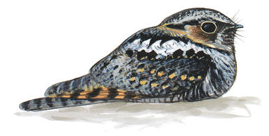 File:Whippoorwill Crest.jpg