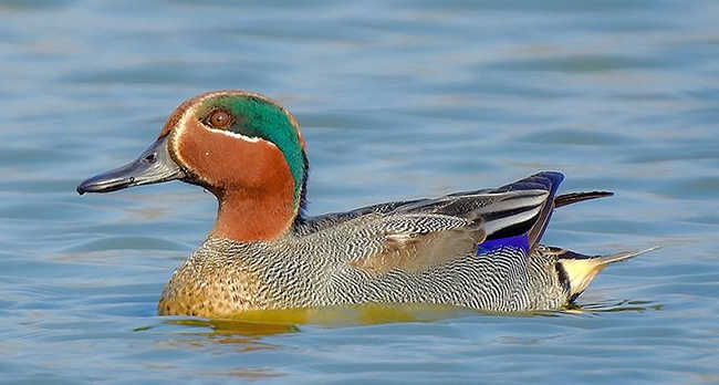 File:Teal Crest.jpg