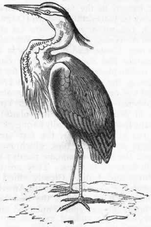 File:Heron AVP2 Crest.jpg