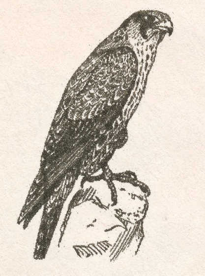 File:Falcon ASR2 1 Crest.jpg