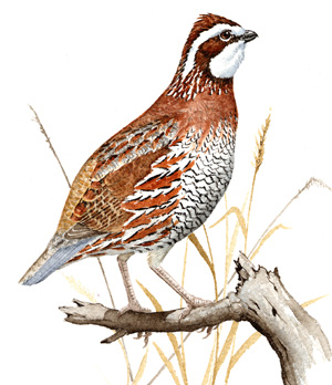 File:Quail AM15 1 Crest.jpg