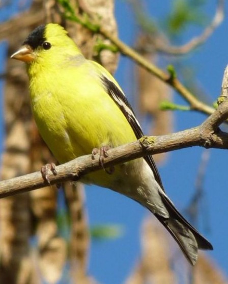 File:Goldfinch Crest.jpg