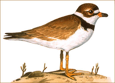 File:Plover Crest.jpg