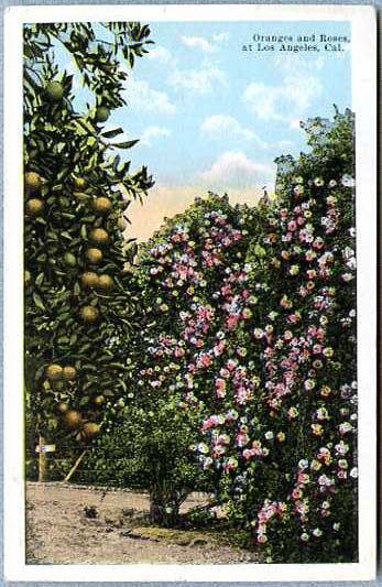 File:Bunter Oklahoma BB 37 19220520 1 back.jpg