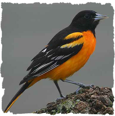 File:Oriole Crest.jpg