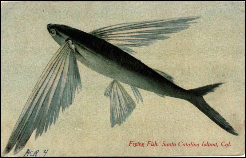 File:GregCiesielski Pennsylvania ACR4 19110305 1 Front.jpg