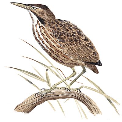 File:Bittern AM36 Crest.jpg
