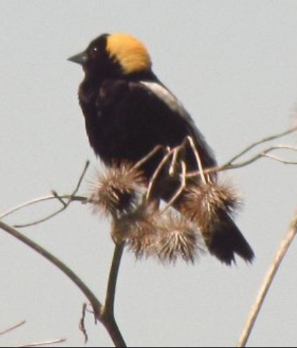 File:Bobolink Crest.jpg