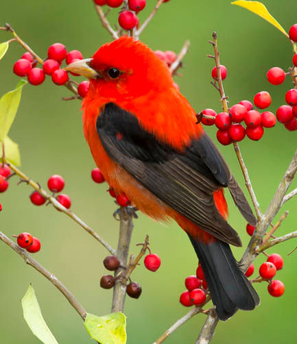 File:TANAGER AM5 Crest.jpg