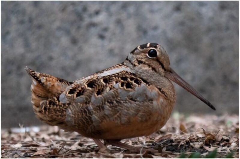 File:Woodcock Crest.jpg