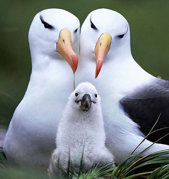 File:Albatross Crest.jpg