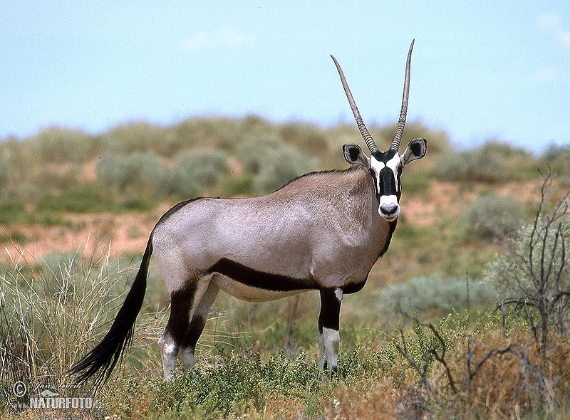 File:Gemsbok Crest.jpg